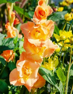 Menu Sunset Gladiolus Collection -Gardening Series Store 76162 ovatie gladiolus 2