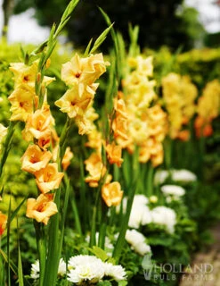 Menu Sunset Gladiolus Collection -Gardening Series Store 76162 ovatie gladiolus