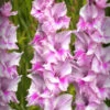 Menu Zamora Gladiolus 2 Menu Zamora Gladiolus -Gardening Series Store 76164 zamora gladiolus 2