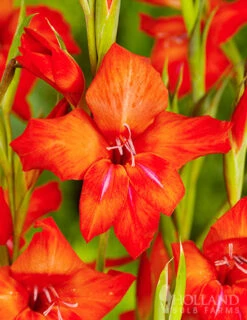 Menu Hardy Mini Gladiolus Collection -Gardening Series Store 76165 mirella gladiolus 2