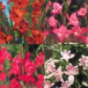 Menu Hardy Mini Gladiolus Collection -Gardening Series Store 76166 hardy mini gladiolus collection