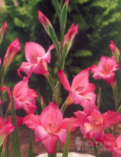 Menu Mixed Hardy Miniature Gladiolus -Gardening Series Store 76166 hardy mini gladiolus collection 2 1