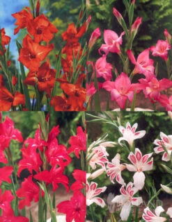 Menu Hardy Mini Gladiolus Collection