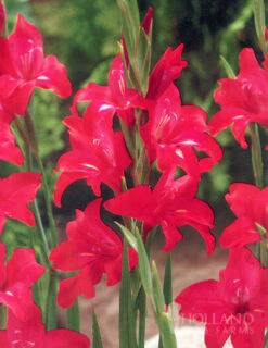 Menu Hardy Mini Gladiolus Collection -Gardening Series Store 76166 hardy mini gladiolus collection 4