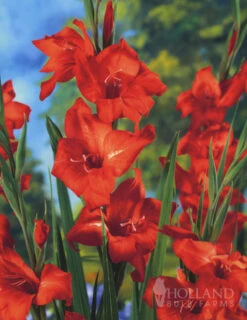 Menu Mixed Hardy Miniature Gladiolus -Gardening Series Store 76166 hardy mini gladiolus collection 5 1