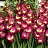 Menu Color Club Gladiolus 1 Menu Color Club Gladiolus -Gardening Series Store 76167 color club gladiolus