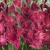 Menu Rostov Parrot Gladiolus -Gardening Series Store 76168 rostov parrot gladiolus