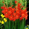 Menu Atom Hardy Gladiolus -Gardening Series Store 76169 atom hardy gladiolus 2