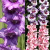 Menu La Vista Pop Gladiolus Collection -Gardening Series Store 76171 la vista pop gladiolus