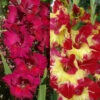 Menu Tropical Drama Gladiolus Collection -Gardening Series Store 76172 tropical drama gladiolus collection