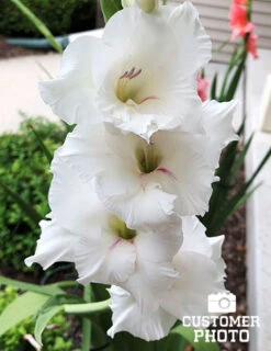 Menu Summer Moonlight Garden Flowers Collection -Gardening Series Store 76173 white gladiolus 2018 09 07 kellie jankowski 3