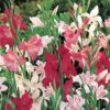 Menu Mixed Hardy Miniature Gladiolus 2 Menu Mixed Hardy Miniature Gladiolus -Gardening Series Store 76175 mixed hardy miniature gladiolus