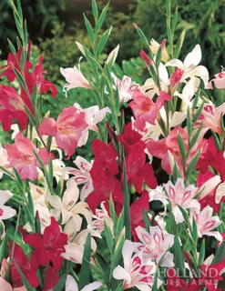 Menu Mixed Hardy Miniature Gladiolus