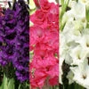 Menu Floral Punch Gladiolus Collection