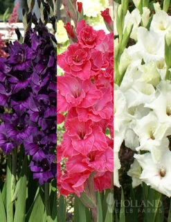 Gardening Series Store 40 Menu Floral Punch Gladiolus Collection