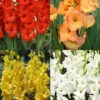 Menu Sunset Gladiolus Collection 2 Menu Sunset Gladiolus Collection -Gardening Series Store 76178 sunset gladiolus collection