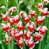 Menu Bizar Dutch Gladiolus -Gardening Series Store 76183 gladiolus bizar