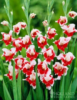 Menu Bizar Dutch Gladiolus