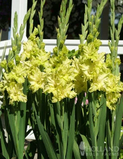 Menu Grape Gladiolus Collection -Gardening Series Store 76184 green flash gladiolus 1