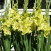 Menu Green Flash Parrot Gladiolus -Gardening Series Store 76184 green flash gladiolus