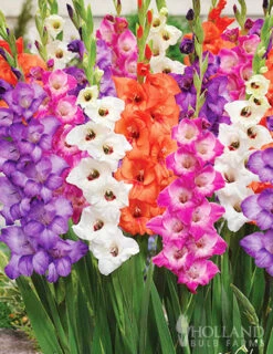 Menu Fairy Flower Collection -Gardening Series Store 76186 bambino mix gladiolus