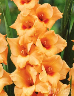 Menu Bright Colors Gladiolus Collection -Gardening Series Store 76187 peter pears gladiolus 2 1