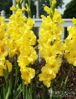 Menu Bright Colors Gladiolus Collection -Gardening Series Store 76188 nova lux gladiolus