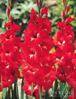 Menu Bright Colors Gladiolus Collection -Gardening Series Store 76190 traderhorn gladiolus 1
