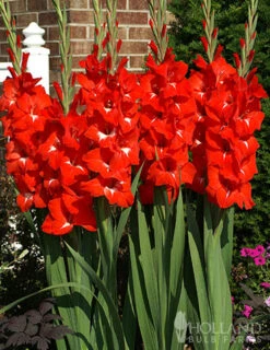 Menu Bright Colors Gladiolus Collection -Gardening Series Store 76190 traderhorn gladiolus 2 1