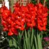 Menu Traderhorn Gladiolus -Gardening Series Store 76190 traderhorn gladiolus 2