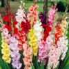 Menu Mixed Gladiolus Grower Special (120 Bulbs) -Gardening Series Store 76193 mixed gladiolus 2