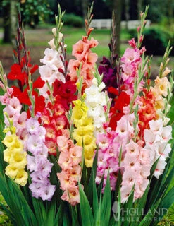 Gardening Series Store 24 Menu Mixed Gladiolus Grower Special (120 Bulbs)
