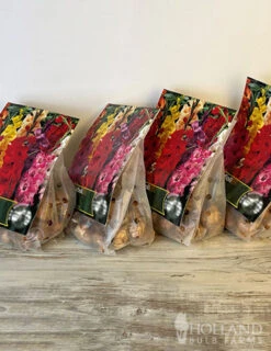 Menu Gladiolus Sampler Special Collection 23 Menu Gladiolus Sampler Special Collection -Gardening Series Store 76193 mixed gladiolus 6 1