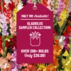 Menu Gladiolus Sampler Special Collection -Gardening Series Store 76194 gladiolus sampler special collection 4