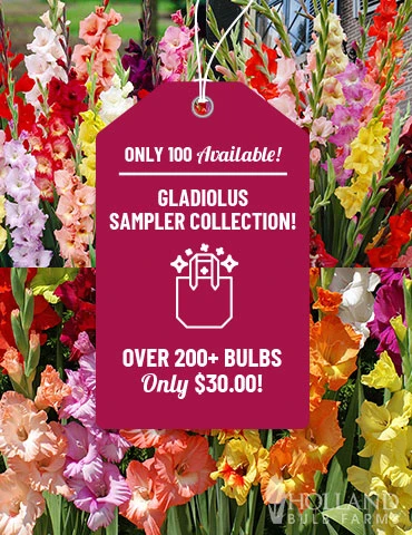 Menu Gladiolus Sampler Special Collection 3 Menu Gladiolus Sampler Special Collection