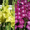 Menu Grape Gladiolus Collection -Gardening Series Store 76195 grape gladiolus garden collection