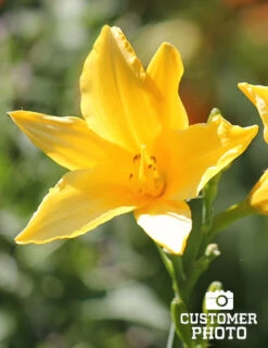 Menu Re-Blooming Daylily Collection -Gardening Series Store 77100 2018 07 11 stella d oro daylilies 4 joan geraldson