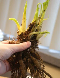 Menu Mid Summer Perennial Collection -Gardening Series Store 77100 stella d oro daylily 2 1