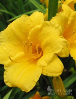 Menu Re-Blooming Daylily Collection -Gardening Series Store 77100 stella d oro daylily