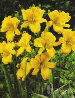 Menu Re-Blooming Daylily Collection -Gardening Series Store 77100 stella d oro daylily 3