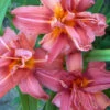 Menu Double Passion Daylily -Gardening Series Store 77102 double passion daylily