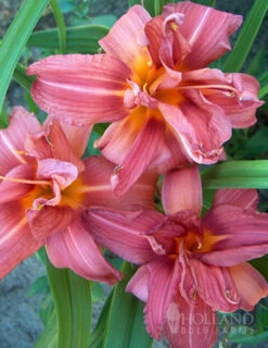 Menu Double Passion Daylily