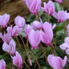 Menu Hardy Fall Cyclamen -Gardening Series Store 77125 hardy fall cyclamen