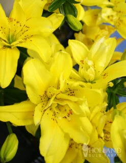 Menu Glowing Sunshine Lily Collection -Gardening Series Store 77134 sundew double asiatic lily 2