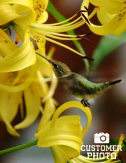 Menu Glowing Sunshine Lily Collection -Gardening Series Store 77134 sundew double asiatic lily 3