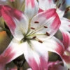 Menu Lollypop Asiatic Lily -Gardening Series Store 77149 lollypop asiatic lily