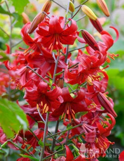 Menu Red Velvet Lily -Gardening Series Store 77151 red velvet lily 2