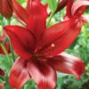 Menu Red Velvet Lily -Gardening Series Store 77151 red velvet lily 7