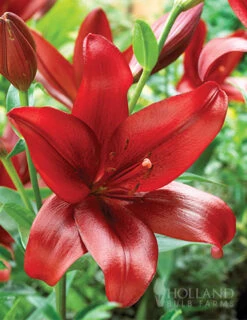Menu Red Velvet Lily