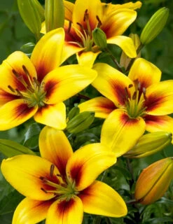 Menu Glowing Sunshine Lily Collection -Gardening Series Store 77154 pieton asiatic lily